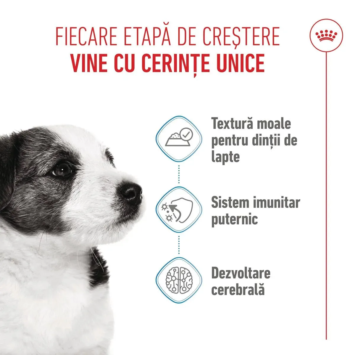 Royal Canin Mini Puppy 12 × 85g